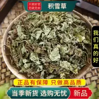 甄选积雪草100克干货地钱草崩大碗马蹄草雷公根蚶壳草9260