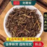 甄选刘寄奴100克干货正品货金寄奴九里光北刘寄奴干货9260