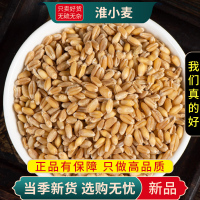 甄选淮小麦100克干货干货新货正品原材料另售甘麦大枣9260