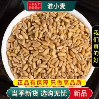 甄选淮小麦100克干货干货新货正品原材料另售甘麦大枣9260