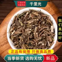 甄选千里光100克正品货九里光九里明泡水泡茶洗澡干货9260