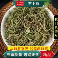 甄选石上柏100克正品煮水肺筋草石上柏凤尾草干货无硫9260