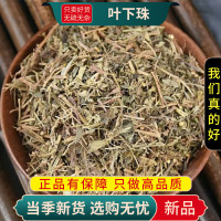 甄选叶下珠100克煮水泡茶珍珠草龙珠草鱼鳞草夜合草9260