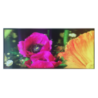 澄通光电 室内全彩高清LED显示屏-P2 4.8m*2.72m (含安装调试辅材)