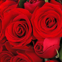 春舞枝 33朵红玫瑰花束全国同城送花北京上海杭州表白鲜花速递
