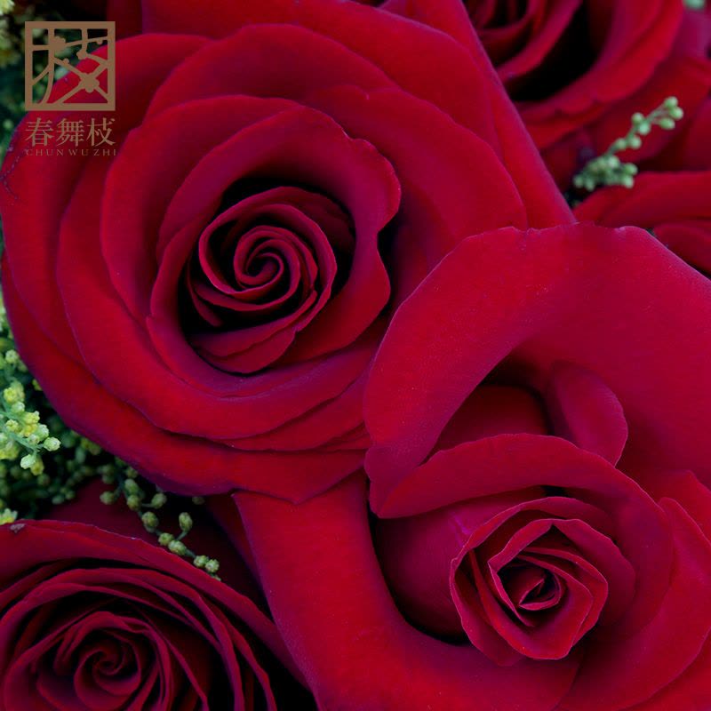 春舞枝 19枝红玫瑰全国北京上海广州深圳杭州配送同城鲜花速递图片