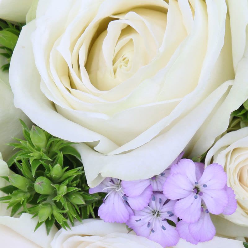 春舞枝 33朵白玫瑰花束全国同城送花北京上海杭州表白鲜花速递图片