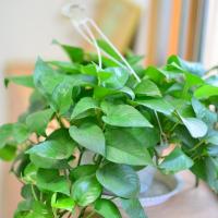 津沽园艺 绿萝盆栽 室内绿植办公室桌面盆栽 含盆 吊盆款