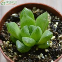 津沽园艺 多肉植物 宝草玉露苗 桌面创意迷你盆栽 办公桌盆栽 不带盆