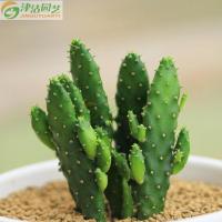 津沽园艺 多肉植物盆栽花卉 摇钱树 仙人掌 室内盆景 办公室迷你绿植