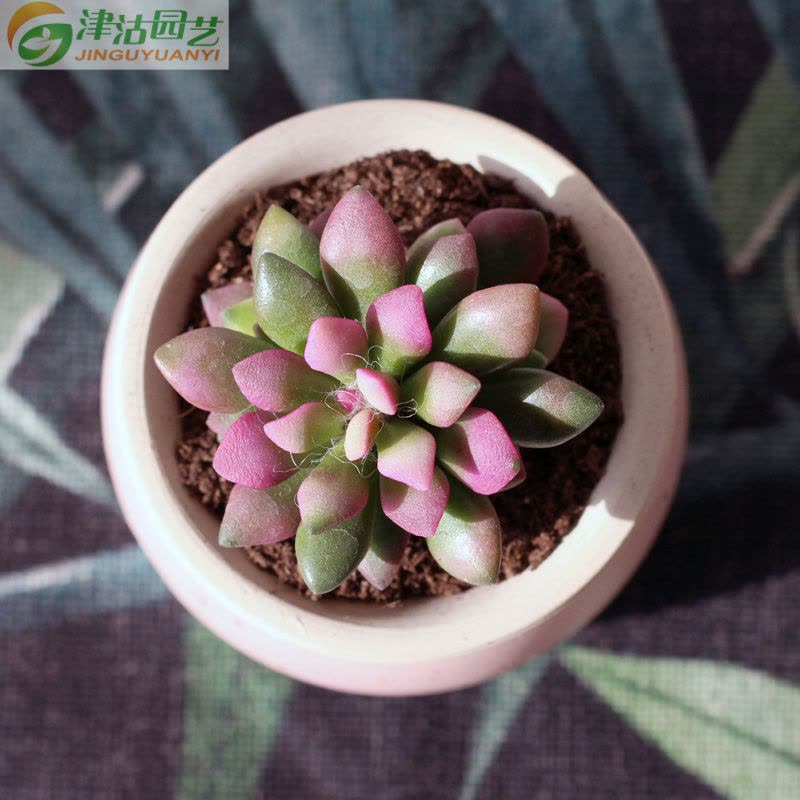 津沽园艺 多肉植物 迷你肉肉吹雪之松 创意盆栽绿植 易种植防辐射图片