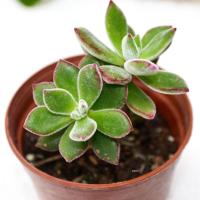 津沽园艺 景天多肉植物 多头锦晃星 金晃星 新奇迷你小绿植 不含盆 多头苗 阳台桌面盆栽花卉绿植 养护非常容易