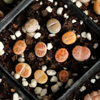 津沽园艺 10颗生石花种植套装 含盆营养土石头花苗 养护非常容易 耐旱好养 品种随机