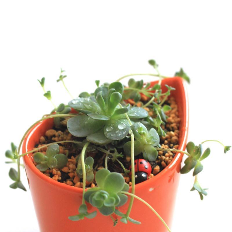 津沽园艺 景天多肉植物 子持莲华 子持年华 垂吊植物 冠幅约3-4cm 不含盆土 单株苗