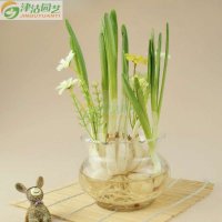 新到 津沽园艺 漳州水仙水培套装 含玻璃花盆 凌波仙子 秋冬室内花卉