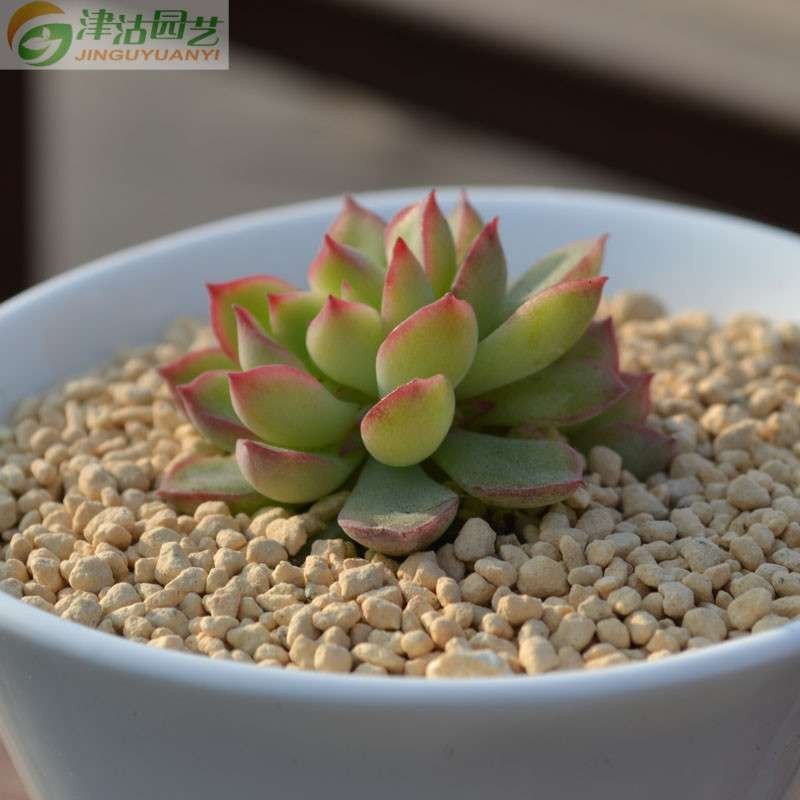 津沽园艺 景天科多肉植物女雏苗双头苗 群生萌肉桌面绿植盆栽肉肉 不带盆 双头苗 3-4cm