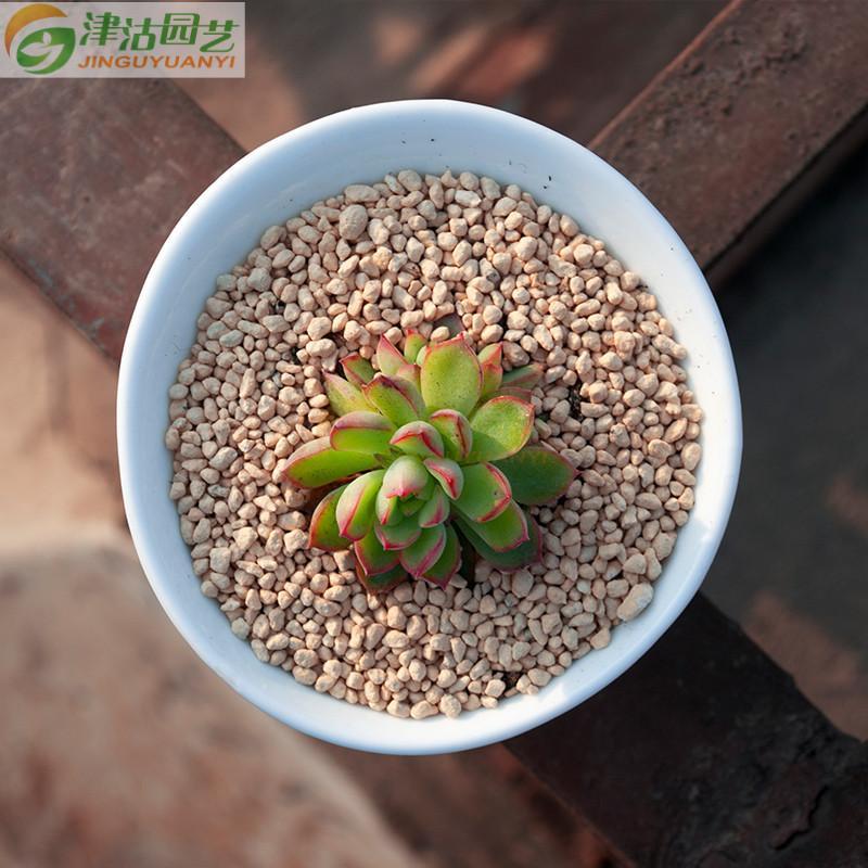 津沽园艺 景天科多肉植物女雏苗双头苗 群生萌肉桌面绿植盆栽肉肉 不带盆 双头苗 3-4cm