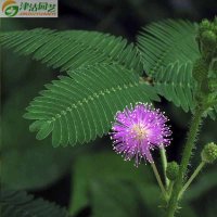 津沽园艺 花卉种子 感应草 知羞草 怕丑草 含羞草种子 花卉植物种子 约20粒 春季一年生