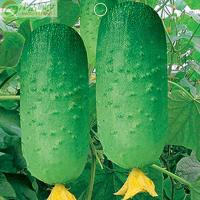 津沽园艺 蔬菜种子 水果黄瓜种子 日本小黄瓜品种 庭院植物