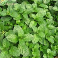 津沽园艺 花卉种子 香草种子 香薄荷种子 盆栽种子 芳香植物