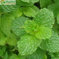 津沽园艺 花卉种子 香草种子 柠檬薄荷 芳香植物 四季播种 1包装