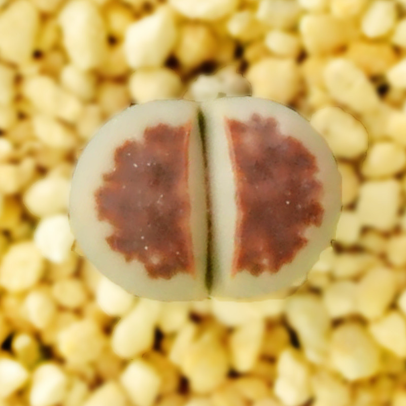 津沽园艺 多肉植物 生石花红窗玉 屁股花石头花肉肉番杏科花纹玉系 1棵 不带盆
