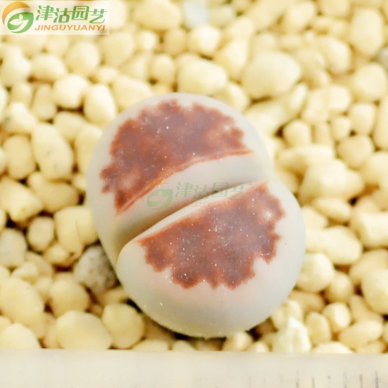 津沽园艺 多肉植物 生石花红窗玉 屁股花石头花肉肉番杏科花纹玉系 1棵 不带盆