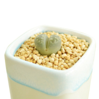 津沽园艺 多肉植物生石花 大津绘 大津汇 2年苗1-1.5cm（ 单株苗，不带盆）