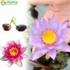 包邮!津沽园艺 水生花卉 破口碗莲套装 10粒混合装 送肥料 花卉绿植盆栽种子 品种随机不含盆 四季水培非常容易