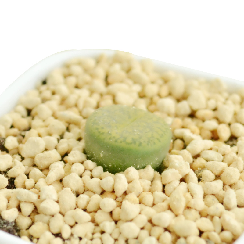 津沽园艺 多肉植物 生石花苗石头花 绿紫勋 直径1cm注意规格迷你型奇趣植物