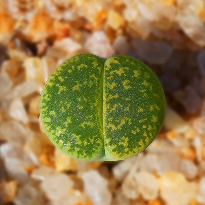 津沽园艺 多肉植物 生石花苗石头花 绿紫勋 直径1cm注意规格迷你型奇趣植物
