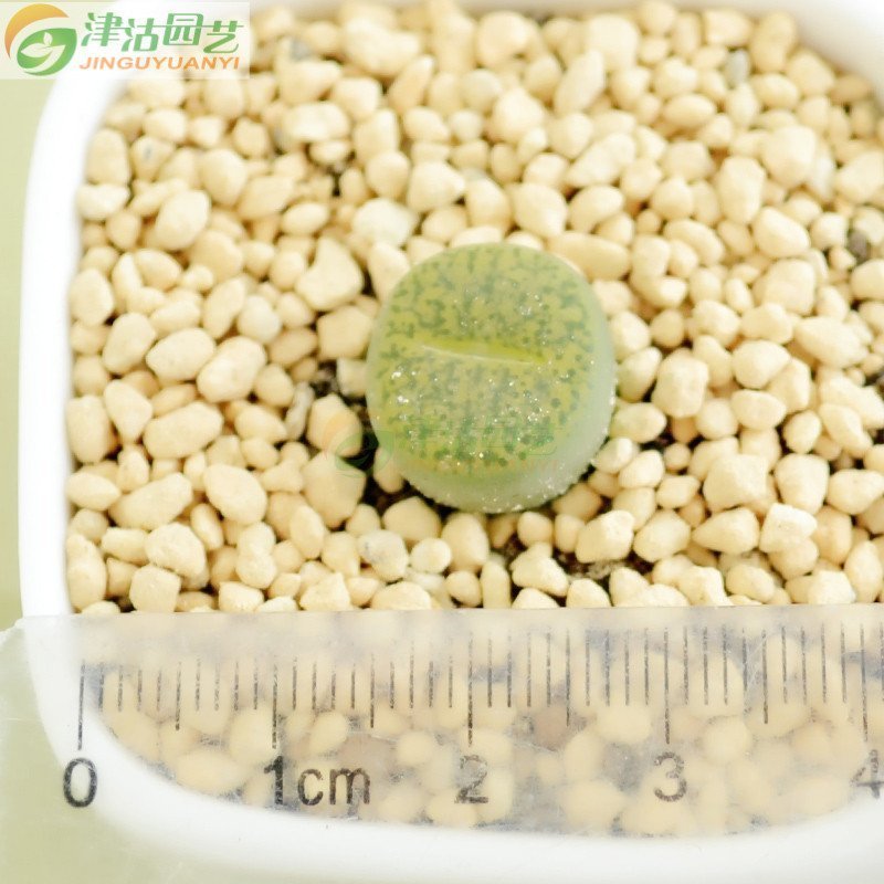津沽园艺 多肉植物 生石花苗石头花 绿紫勋 直径1cm注意规格迷你型奇趣植物
