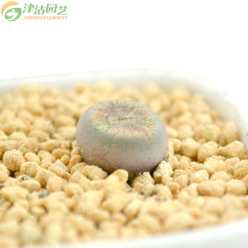 津沽园艺 Jinguyuanyi 园艺用品津沽园艺生石花黄花黄日轮玉多肉植物屁屁花屁股花石头花桌面肉肉 价格图片品牌报价 苏宁易购津沽园艺旗舰店