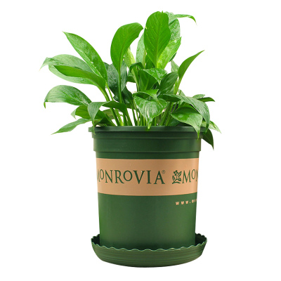 津沽园艺 园艺用品 外贸花盆 加仑盆摔不坏 田园风格 花卉绿植盆 送