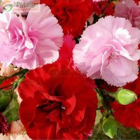 津沽园艺 花卉种子 康乃馨石竹花种子 四季播种 盆栽阳台约20粒