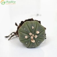 津沽园艺 花卉绿植盆栽 多肉植物 小星球兜 仙人球 防辐射防静电 约1-1.5cm 注意规格