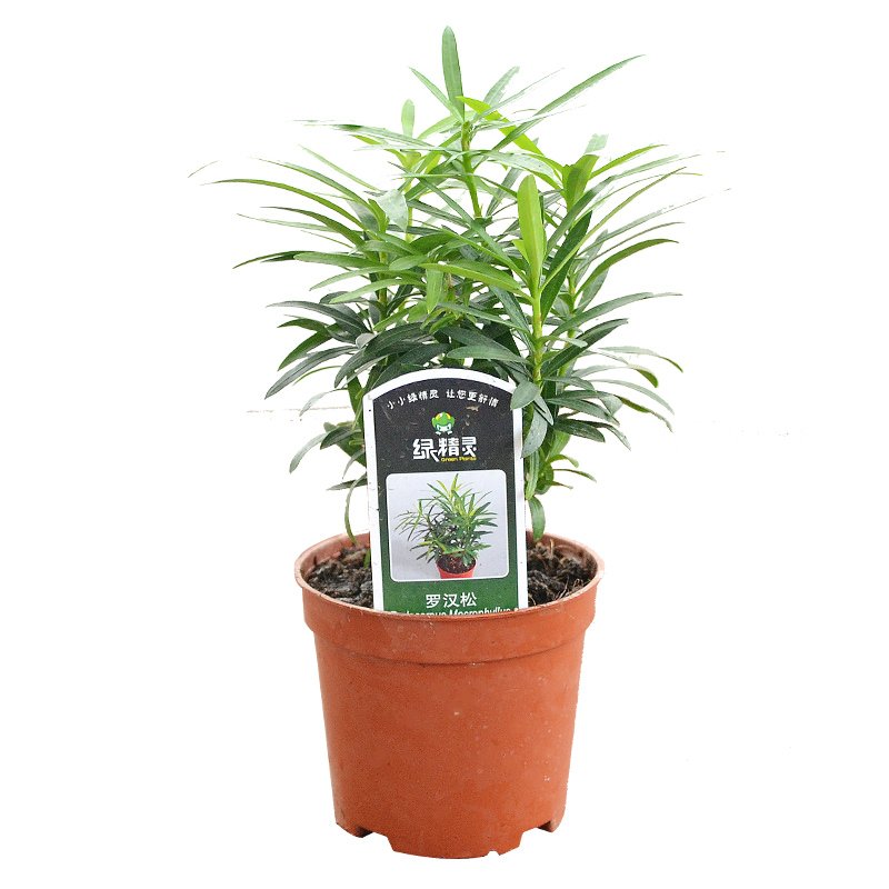 罗汉松肥料 报价行情 排行 品牌 参数 怎么样 图片 商家 苏宁易购