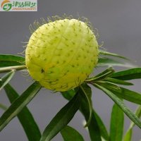 津沽园艺 花卉种子 气球花种子 萝摩钉头果种子 庭院植物约8粒