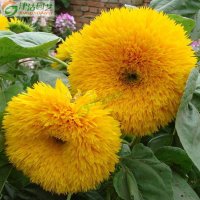 津沽园艺 花卉种子 矮向日葵种子 重瓣矮向日葵 阳台庭院植物
