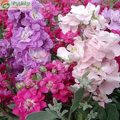 津沽园艺 花卉种子 紫罗兰种子 盆栽种植 花园种植 约30粒