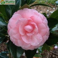 津沽园艺 花卉种子 粉煦茶花凤仙种子 凤仙花 四季播盆栽 淡粉色 20粒