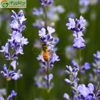 津沽园艺 花卉种子 芳香花卉 薰衣草贵妇人 家庭盆栽 约20粒