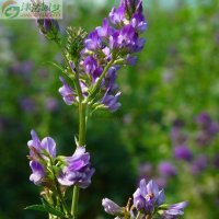 津沽园艺 花卉种子 苜蓿草种子 三叶草 紫花苜蓿种子 约4克