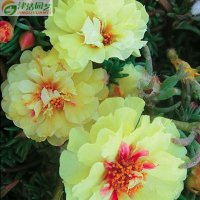 津沽园艺 花卉种子 黄色太阳花 黄雀 死不了半枝莲种子 四季播种