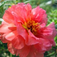 津沽园艺 花卉种子 粉色太阳花 粉黛 死不了种子 半枝莲 盆栽种植