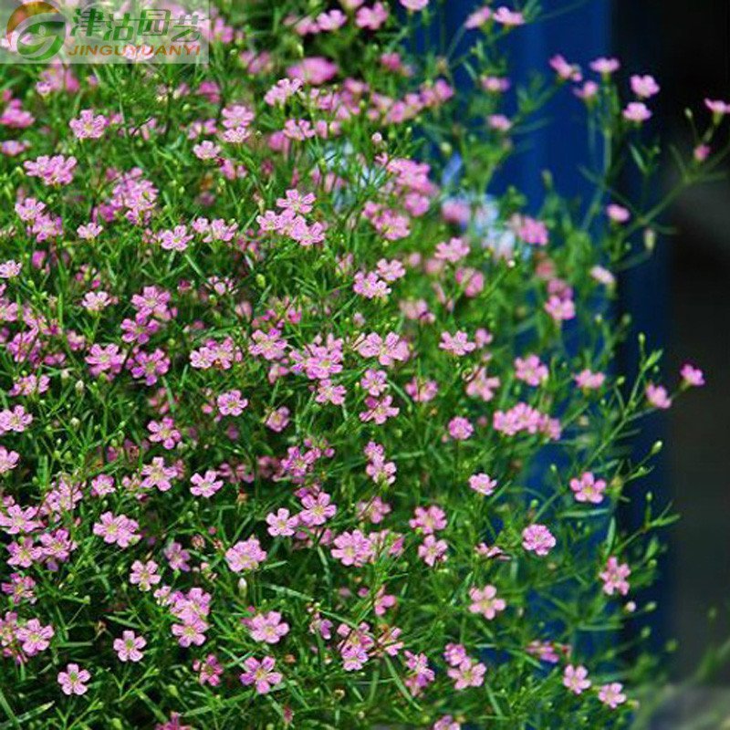 花卉种子霞草种子垂吊满天星种子阳台吊盆种植约20粒包视频