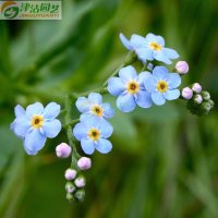 津沽园艺 花卉种子 蓝色勿忘草种子 四季播盆栽易活 约20粒/包