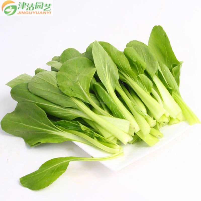 津沽园艺 蔬菜种子 上海鸡毛菜种子 青菜种子 四季可种彩包20克