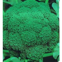 津沽园艺 菜种子 绿菜花 青花菜 花椰菜 西兰花种子1000粒