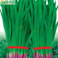 津沽园艺 蔬菜种子 韭菜种子 独根红品种 阳台菜园种植约10克/包